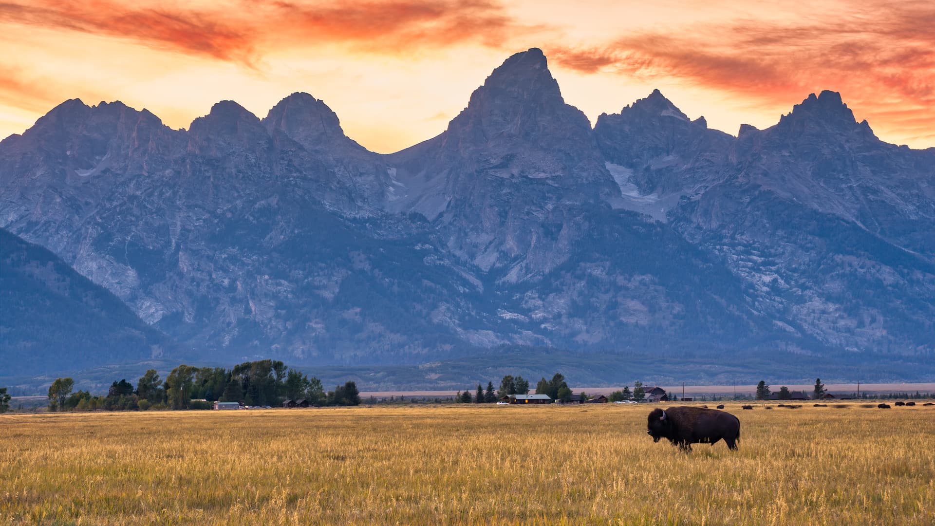 Teton Bison